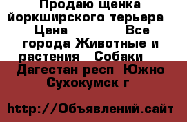 Продаю щенка йоркширского терьера  › Цена ­ 20 000 - Все города Животные и растения » Собаки   . Дагестан респ.,Южно-Сухокумск г.